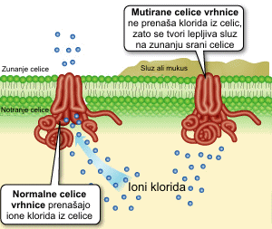 Prehajanje klorida